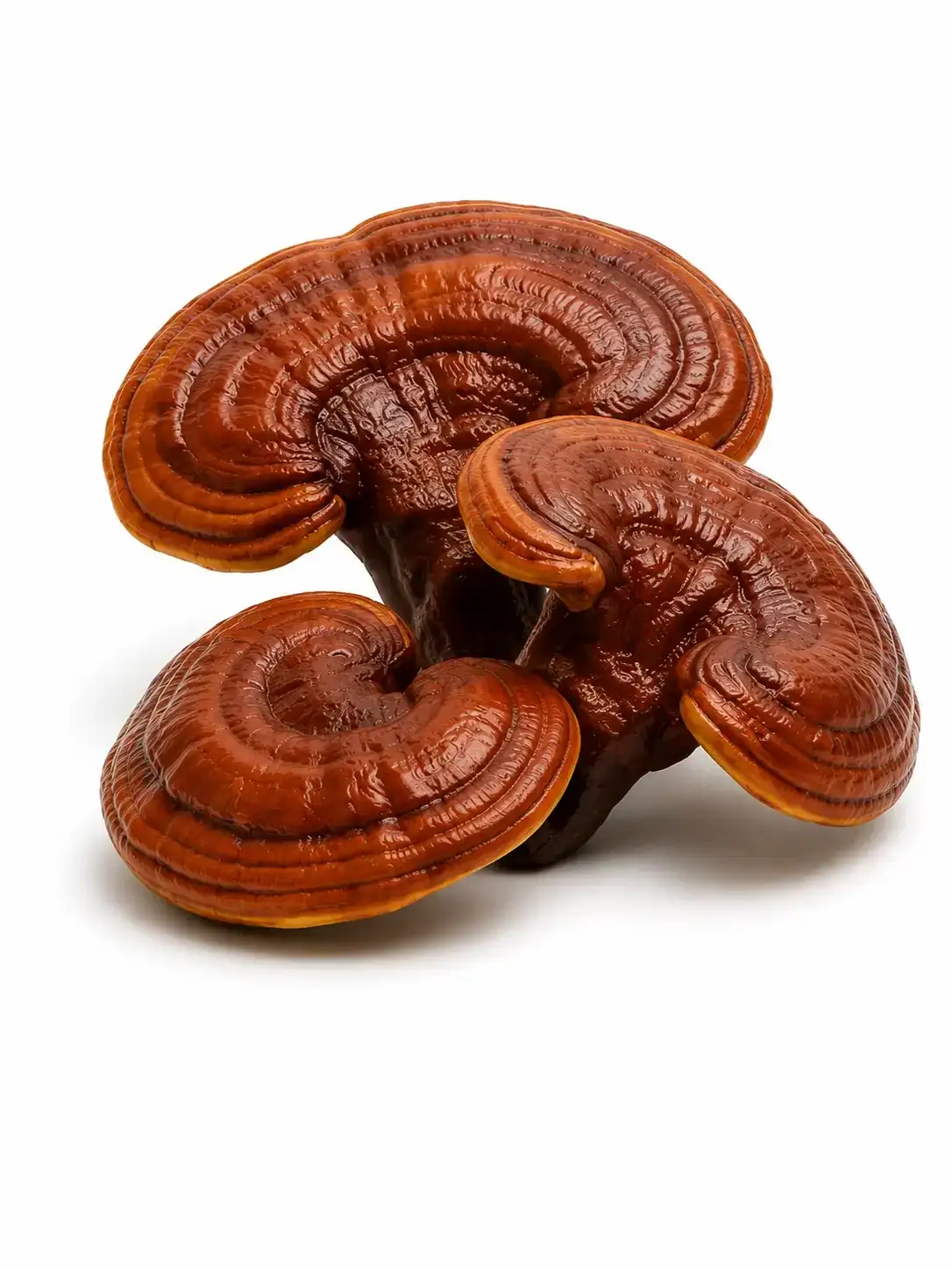 Reishi gljiva, poznata i kao Lingzhi, koristi se u tradicionalnoj medicini za jačanje imunološkog su.