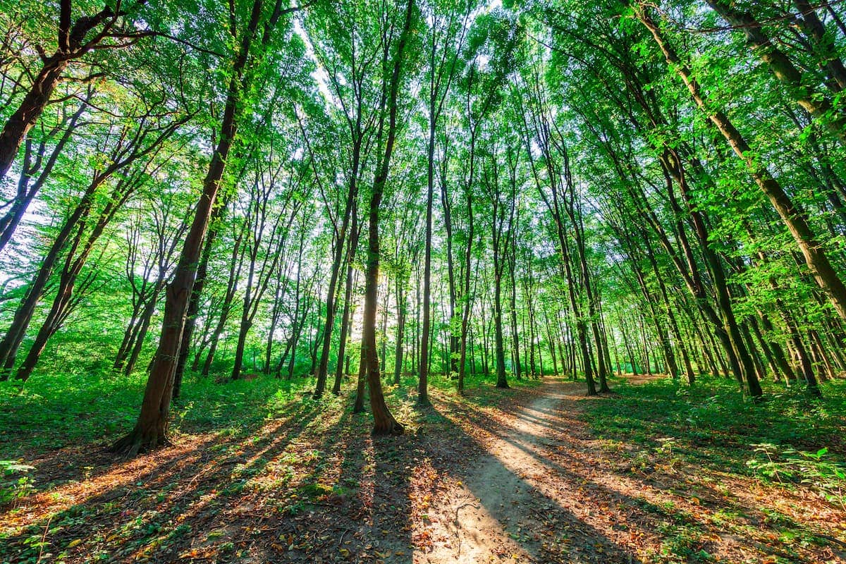 Životopisni šumski pejzaž s zelenim lišćem i drvećem u proljeće.